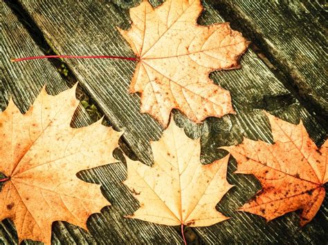 Autumn Leaves On Wood As Nature Background Stock Image Image Of Brown