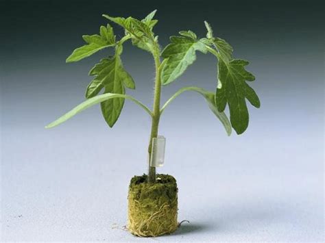 Dro 141 Tx Rootstock Bejo