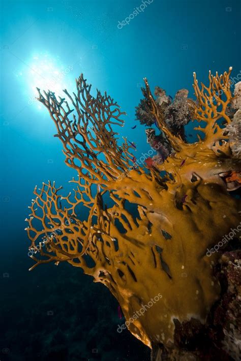 Coral And Fish In The Red Sea Stock Photo By All4one 20 10770828