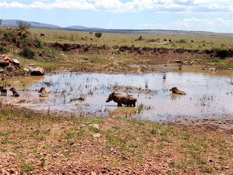 Dagstur till nationalparken Lake Nakuru från Nairobi GetYourGuide