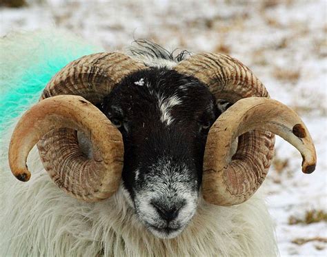 Ram with beautiful curly horns | Sheep breeds, Sheep face, Sheep