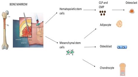 Ijms Free Full Text Impact Of Oral Mesenchymal Stem Cells