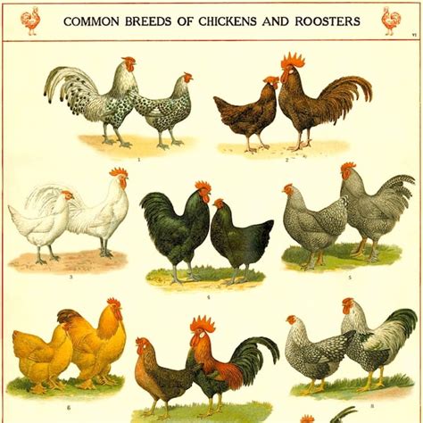 Chicken Breeds Poster - Etsy