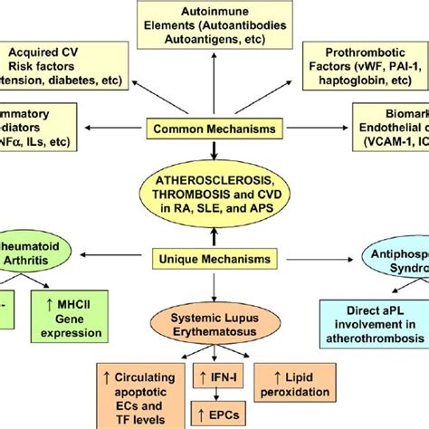 Common And Unique Mechanisms That Lead To Atherogenesis And CVD In RA