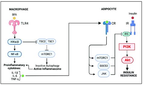 Graphical Summary Macrophage Adipocyte Crosstalk In Obese Adipose