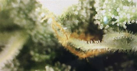 Trichomes Album On Imgur