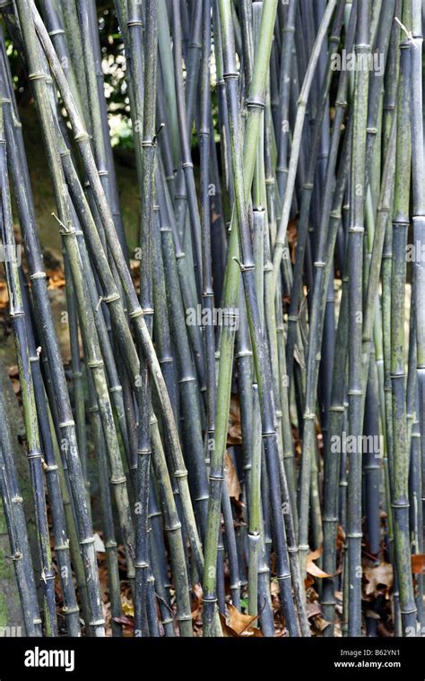 PHYLLOSTACHYS NIGRA AGM Stock Photo - Alamy