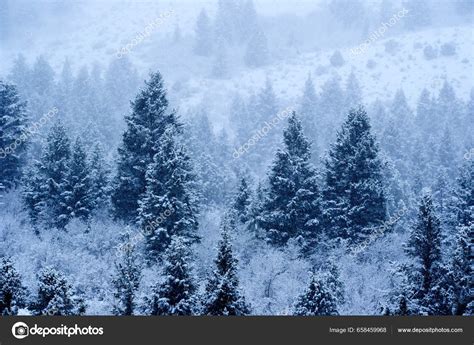 Snow Pine Tree Texture