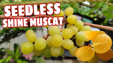 Shine Muscat Seedless Growing Grapes In The Philippines Youtube