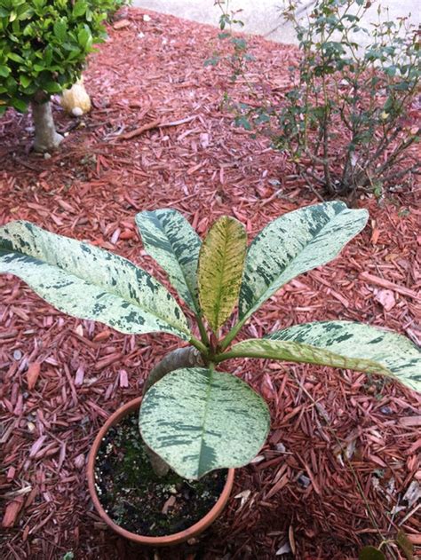 Plumeria trimming/rooting questions...