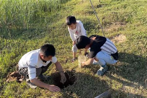 农村小伙带儿子掏龙虾，个头一只比一只大，收获真不少凤凰网视频凤凰网