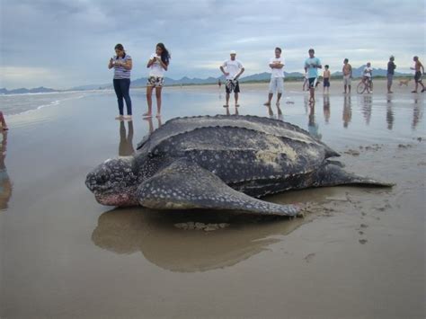 Tartaruga Gigante De Couro Dermochelys Coriacea Encontrada Em Todos