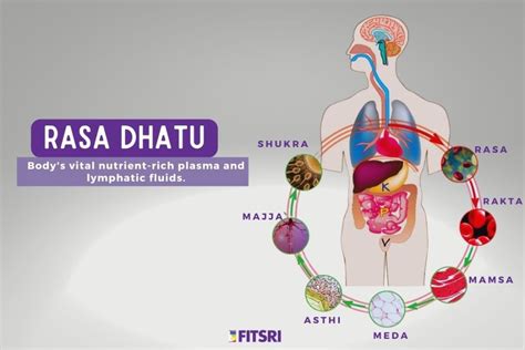 Rasa Dhatu Understanding The First Tissue Layer In Ayurveda Fitsri Yoga