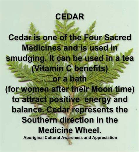 Benefits Of Cedar Herbalism Herbs Healing Herbs