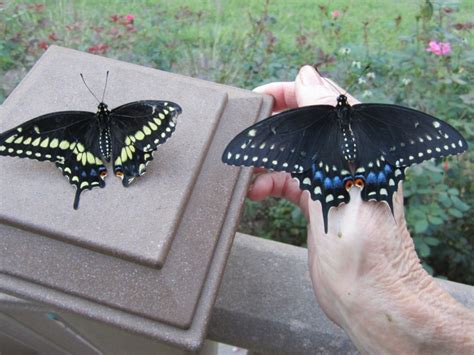 Up Up And Away Raising Eastern Black Swallowtail Butterflies Carolina Meadows