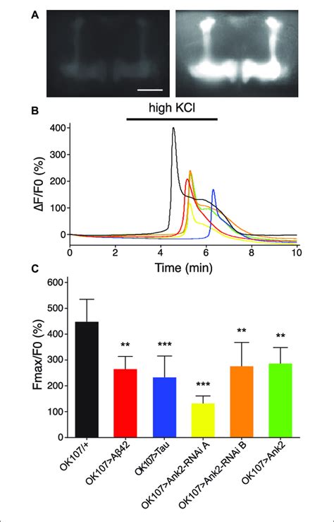 The effect of expression of human mutant APP Aβ42 MAPT Tau 0N4R