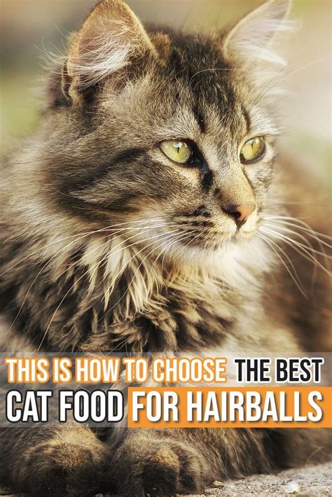 5 Best Cat Food For Hairballs September 2024 Guide Reviews Best