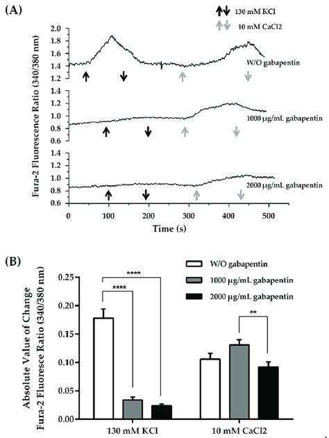 Calcium Influx Effect Of Gabapentin Treatment On Calcium Influx In