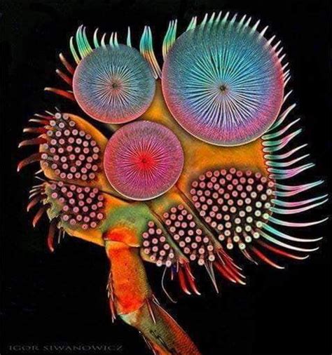 Microscopic view of a beetles foot : r/natureismetal