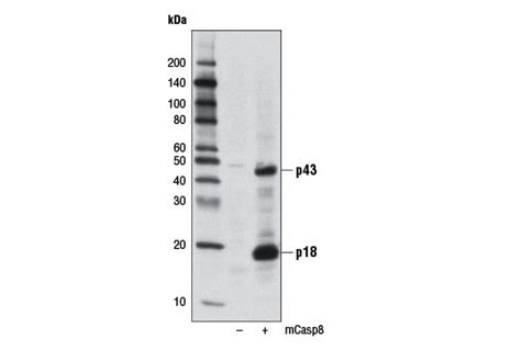 Cleaved Caspase 8 Asp387 D5b2 Xp® Rabbit Mab Cell Signaling