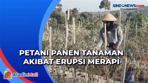 Erupsi Gunung Merapi Petani Panen Tanaman Lebih Awal Sindonews Tv