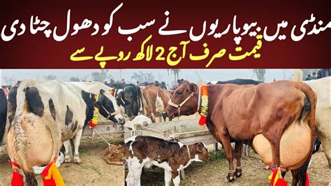 Malumor Maweshi Mandi Jhang Australian Frezan Sahiwal Cow Price In