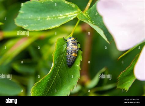 Macro Photo of Ladybug Larvae on Green Leaf Isolated on Backgrou Stock ...