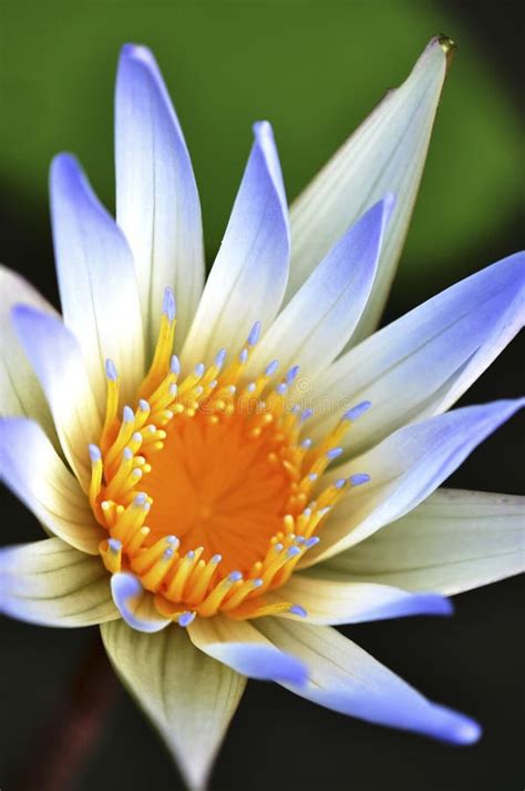 Blue Lotus Flowers Stock Photo Image Of Lotus Farm 12808186