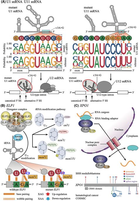 Mutations Associated With Rna Processing In Sonic Hedgehog Shh