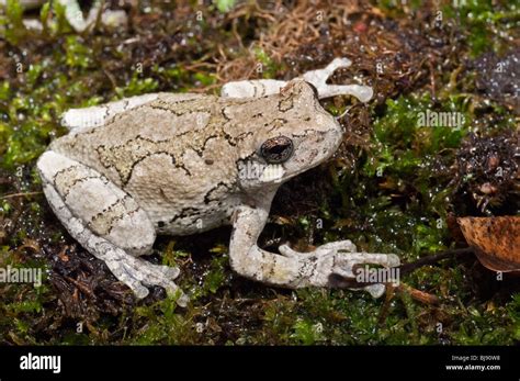 Eastern Gray Tree Frog Hyla Versicolor Usa Stock Photo Alamy