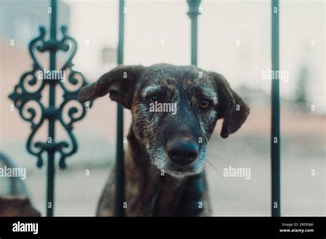 Stray Dog Stares Into The Camera Lens Through A Fence Stock Photo Alamy