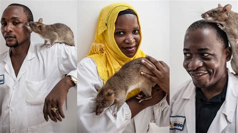 Chewa The Lab Rat Has A Great Job, Good Retirement Benefits : Goats and ...