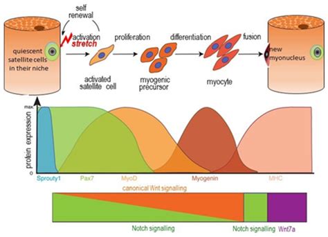 Myogenic Lineage Progression And Expression Profile Of Key Myogenic