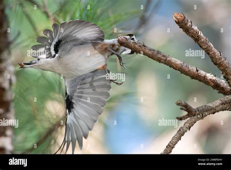 White Breasted Nuthatch Stock Photo Alamy