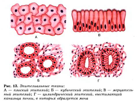 Эпителиальная ткань