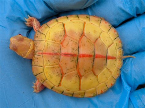 Albino Turtles Albino Turtles