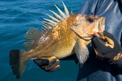 Rockfish Identification Tips | Oregon Department of Fish & Wildlife