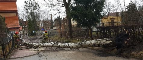 Usuwanie Skutk W Silnego Wiatru W Powiecie W Gorzewskim Komenda