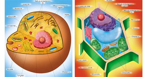 La Célula La Célula Organelos Y Funciones