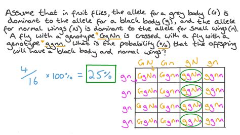 41 Dihybrid Cross Punnett Square Calculator AshtynKonley