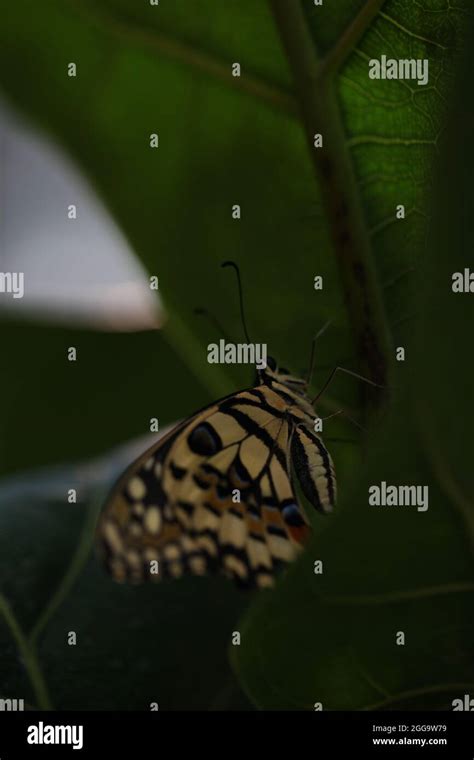 Lime Butterfly Or Citrus Swallowtail Papilio Demoleus Stock Photo Alamy