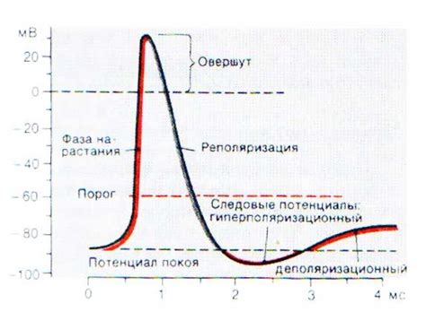 5. Мембранный потенциал действия: фазы, ионные механизмы.