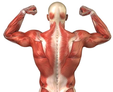 8 Best Back Exercises for Strength, Mass, and More 