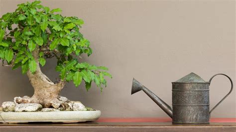 Bonsai Watering Basics To Keep Your Tree Healthy Bonsai Made Simple