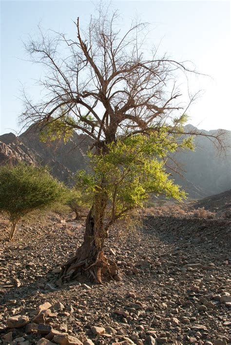 Desert vegetation in Oman stock image. Image of arrid - 49242129