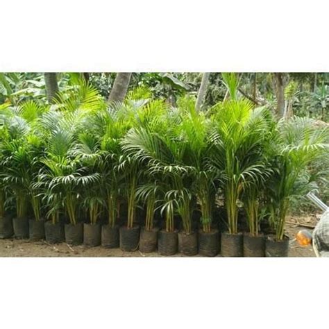 Hyophorbe Lagenicaulis Foxtail Palm Tree Plant 1 2 Fit At Rs 200 In