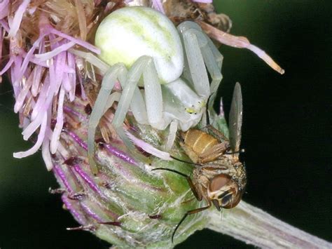 Ver Nderliche Krabbenspinne Misumena Vatia