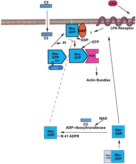 Activity Of Clostridium Botulinum Exoenzyme C On Rho C Is Not A