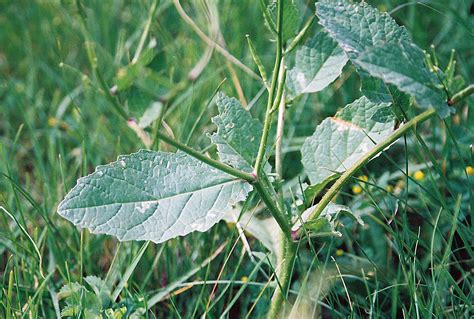 minnesota seasons charlock mustard