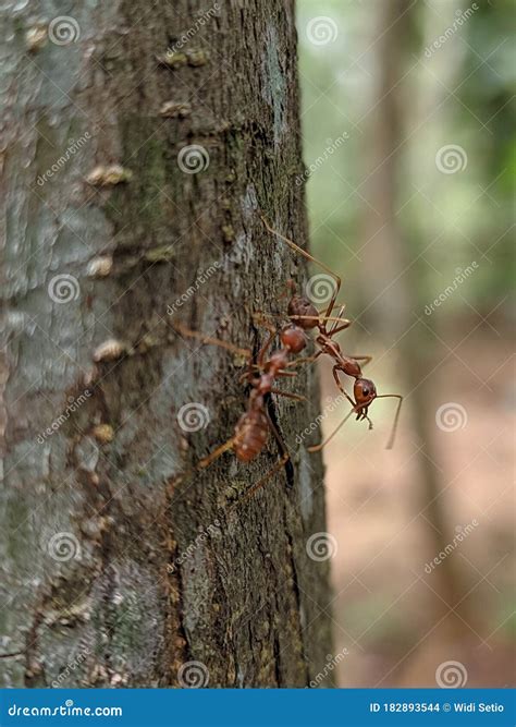 Hormigas Rojas Que Buscan Comida Foto De Archivo Imagen De Suelo Insecto 182893544